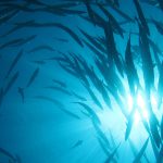 Background image shoal of fish